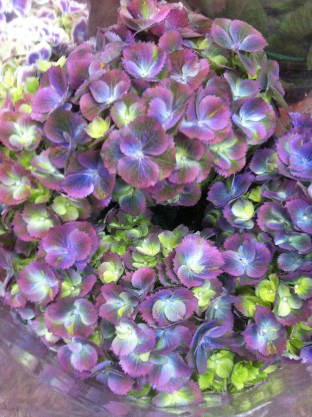 Hortensia i flotte lilla, blå, hvide og lime farver - om mors dag på Tina Dalbøges blog.