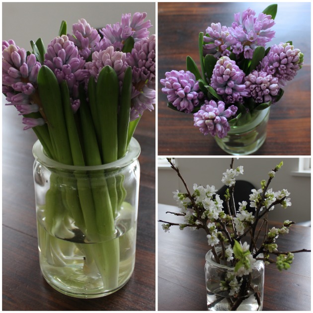 hyacinter og grene i gamle sylteglas