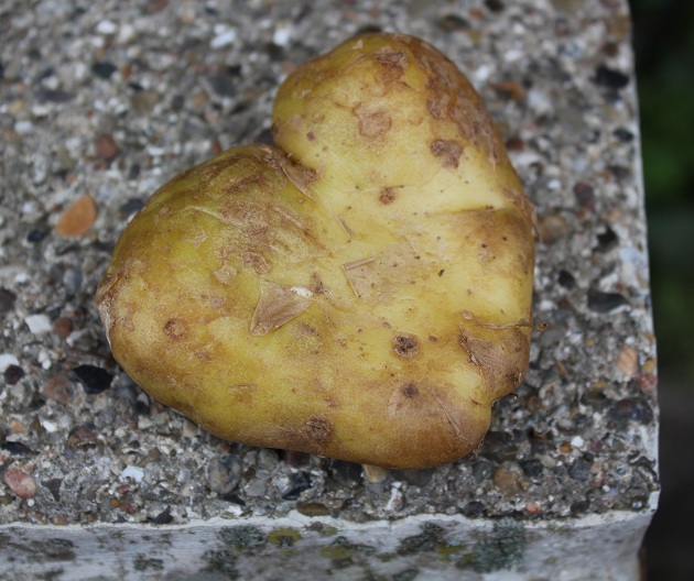 hjerteformet kartoffel