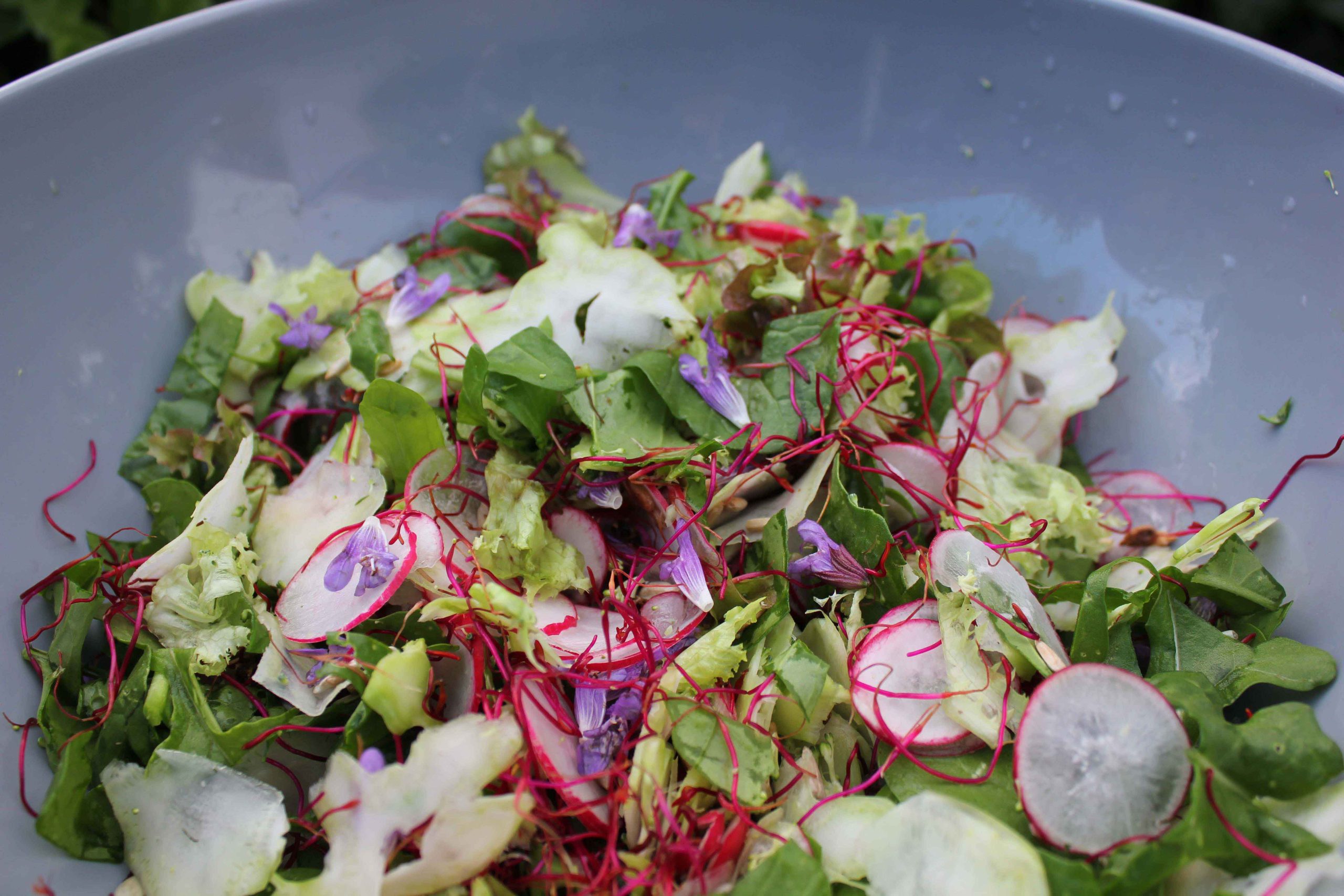 Salat med broccoli, radiser og rødbedespirer