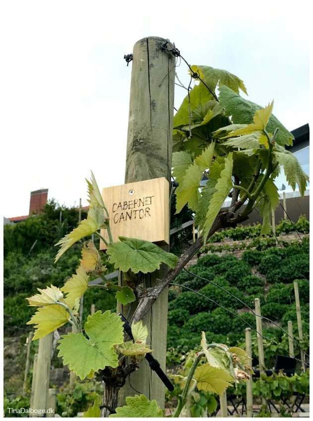 Træskilte til en dansk vinplantage – med druesorten skrevet med en elbrænder