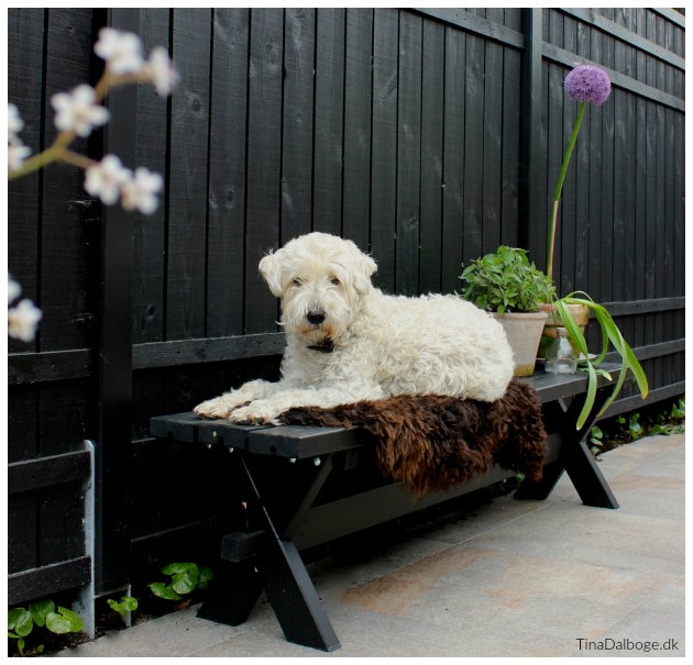 terrasse med bænk Hund der ikke fælder tinadalboge