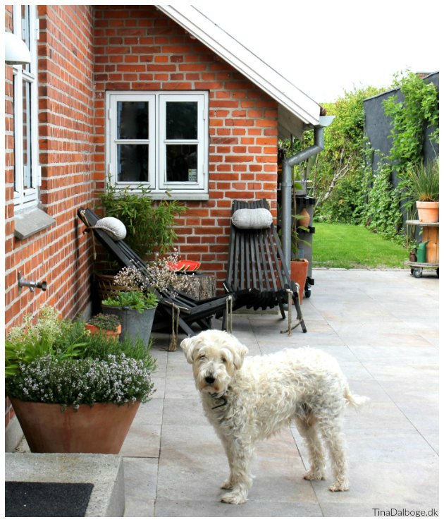 terrasse med italienske fliser og hornbæk stole og en scwt hund tinadalboge