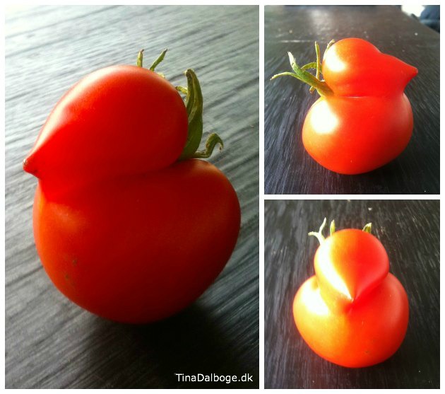 Tænk sig hvis der var en tomatsort der så sådan her ud…